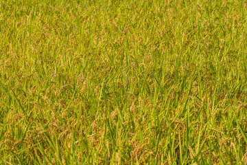 収穫前の田んぼ　豊に実るお米