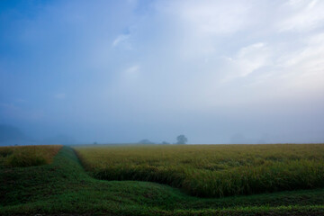 早朝の朝靄に包まれる田んぼ