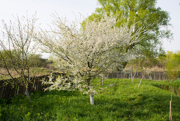 An apple tree blooms on a sunny day