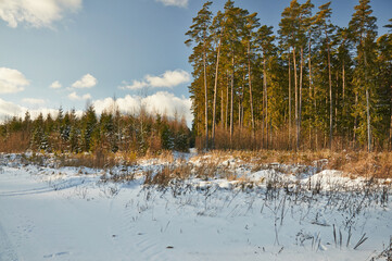 Winter view in the forest. Snow on the forest road.