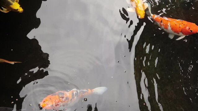 goldfish in the koi pool design for Asian gardening style and elegant lifestyle