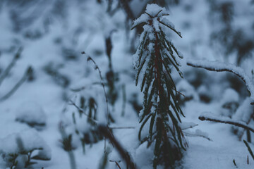 Labrador tea bush Ledum palustre snow covered in winter