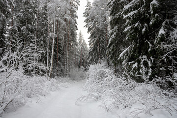 snow covered forest road and trees after heavy snowfall