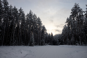 snow covered forest road, majestic pine forest, evening sunset light