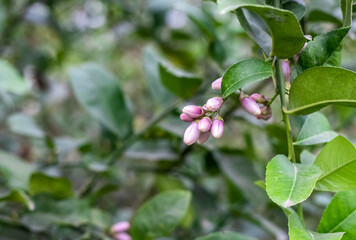 Naklejka premium A bunch of unbloomed lemon flowers hanging on the tree in the garden with copy space