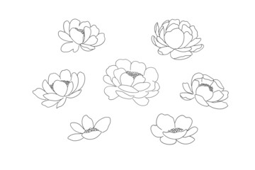 line art flowers handrawn