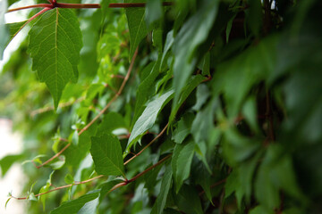 green leaves closeup