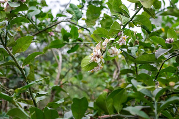 A bunch of blossomed fresh lemon flowers in the garden