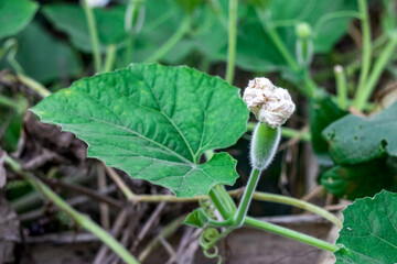 Organic fresh bud of calabash or bottle gourd growing on the loft inside of an agricultural farm