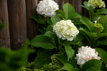 white hydrangea growing in the garden