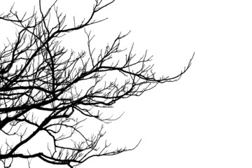 Isolated dried tree branches on white background with copy space