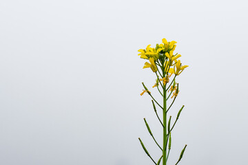 Blossomed beautiful yellow mustard flower with copy space under the foggy sky close up