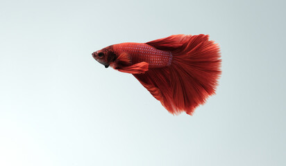 Halfmoon Siamese fighting fish with bright red color in a glass tank against a white background, taken in a studio.