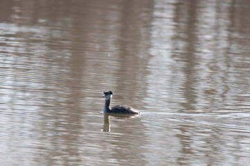 Red-Necked Grebe floating on a pond in New York