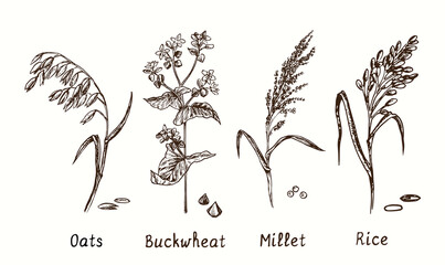 Cereals collection. Oats, buckwheat, millet and rice plant. Ink black and white doodle drawing in woodcut style.