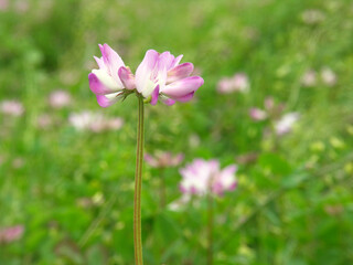 蓮華の花～日本の風景