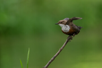 White-throated dipper (Cinclus cinclus), also known as the European dipper or just dipper perched on a branch of a fallen tree and spreads its wings