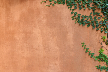 orange concrete wall background with ivy plants