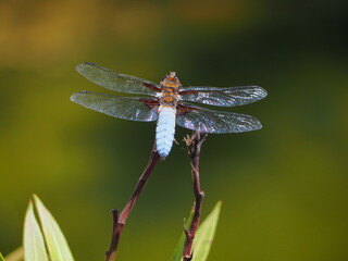 Libelle