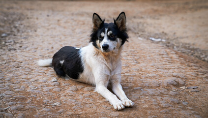 Breed of Border Collie dogs