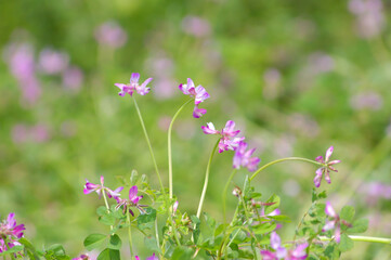 春の公園～日本の風景