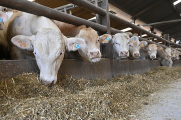 Élevage de bovin viande