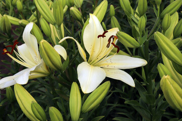 blooming white lilies and unblown buds in the summer garden