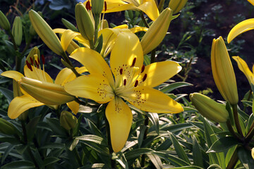 a glint of light on the petals of a yellow lily