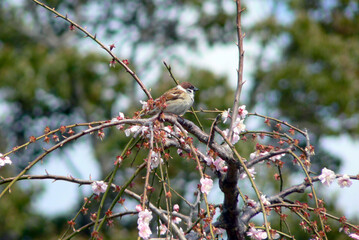 桜とスズメ～日本の風景
