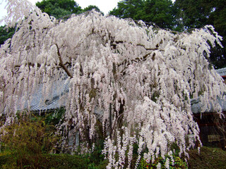 Fototapeta na wymiar 大野寺のしだれ桜～日本の風景