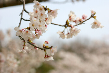 川面の桜～日本の風景