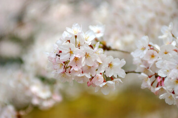 Fototapeta premium 川面の桜～日本の風景
