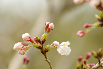 川面の桜～日本の風景