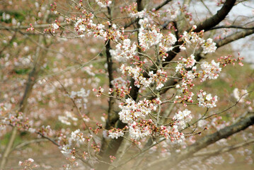 大野寺のしだれ桜～日本の風景
