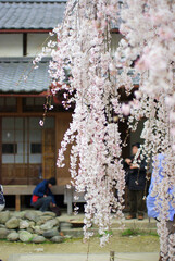 大野寺のしだれ桜～日本の風景