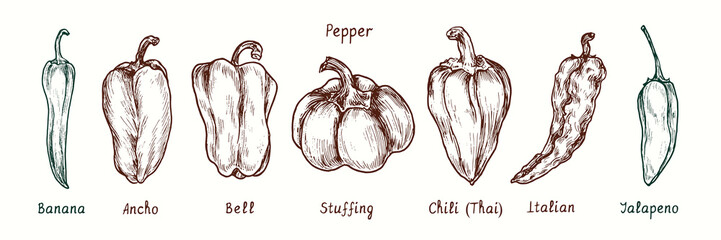 Pepper variety collection. Banana, Ancho, Bell, Stuffing, Chili (Thai), Italian, Jalapeno pepper. Ink black and white doodle drawing in woodcut style.