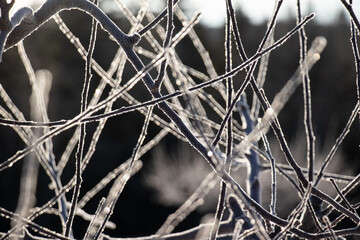 Ice encrusted branches on a tree in the early morning sunlight