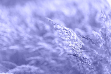 Beautiful abstract closeup of dried meadow grass toned in trendy color of year 2022. Beautiful rural nature background landscape. Great design for any purposes with copy space.