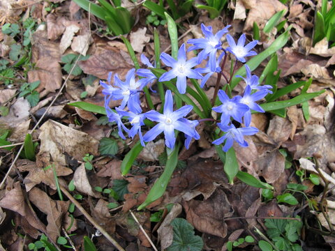 Forbes glory-of-the-snow with blue flowers, Scilla forbesii