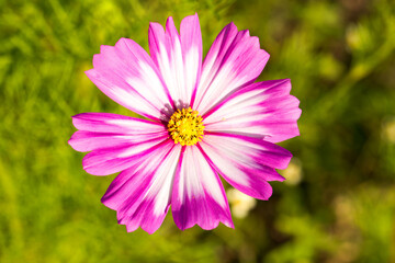 Close up of pink cosmos flower in winter and plants on the background.