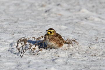 Horned Lark sits in a snow covered field eating seeds off a weed poking through the snow