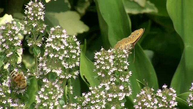 Ein brauner Waldvogel (Schmetterling) und eine Biene auf saugen Nektar aus den Bl&uuml;ten des Majorans