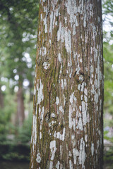 三重県伊勢市にある日本の神社 伊勢神宮境内の森林
