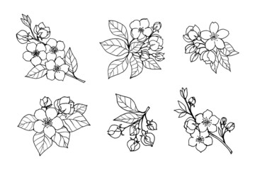 A set of flowering branches of apple, cherry, sakura, almond with flowers, buds, leaves, freehand drawing with a liner.