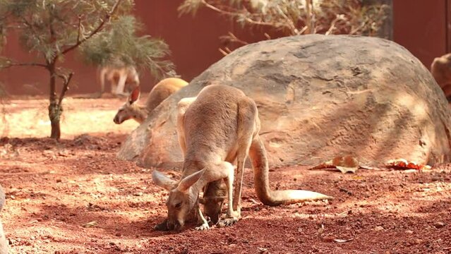 Kangaroo mother and baby kangaroos in abdominal sac farm Asia Thailand 
