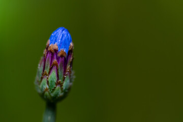 Bl&uuml;te vor dem Bl&uuml;hen