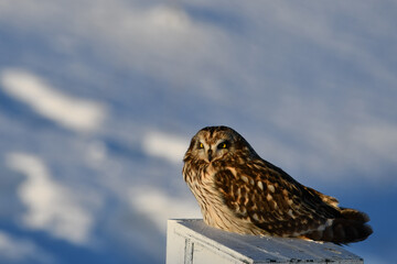 Winter scene of a Short-eared owl sitting perched on a bird house looking around