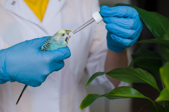 A veterinarian in a white coat holds a small budgie in his hands and gives him medicine. Soft focus. Veterinary medicine. Treatment and observation of birds and pets.