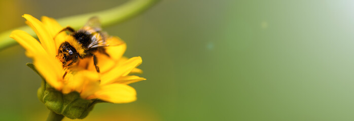 Banner. Bumblebee. One large bumblebee sits on a yellow  flower on Sunny bright day. Macro photography