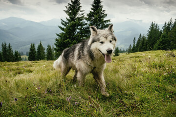 Dog breed Malamute or Husky on a green meadow in the mountains. green mountain landscape.